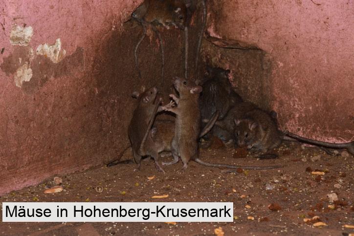 Mäuse in Hohenberg-Krusemark